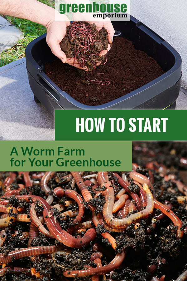 Start A Worm Farm