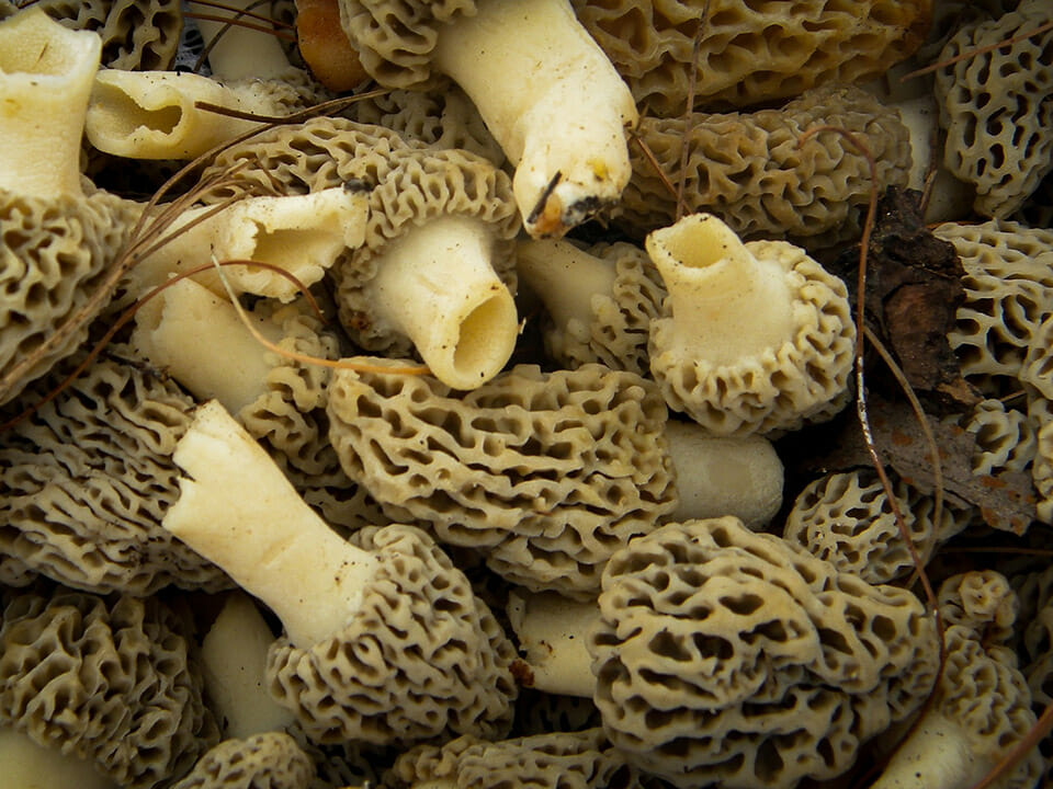 How to Grow Morel Mushrooms in a Greenhouse Greenhouse Emporium