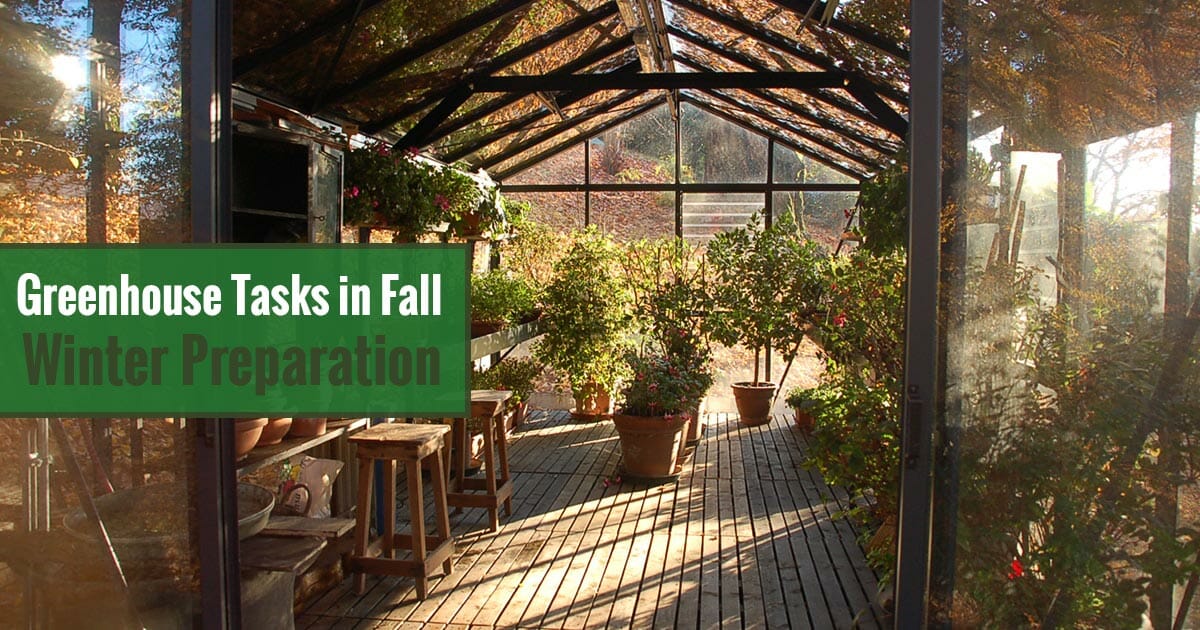 Interior view of greenhouse with fall leaves on top and the text overlay: Greenhouse Tasks in Fall - Winter Preparation