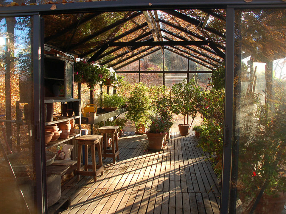 View inside a glass greenhouse that is covered with colorful fall foliage and has a few plants inside