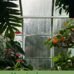 Interior view of greenhouse, green text: How to Clean your greenhouse in 5 easy steps