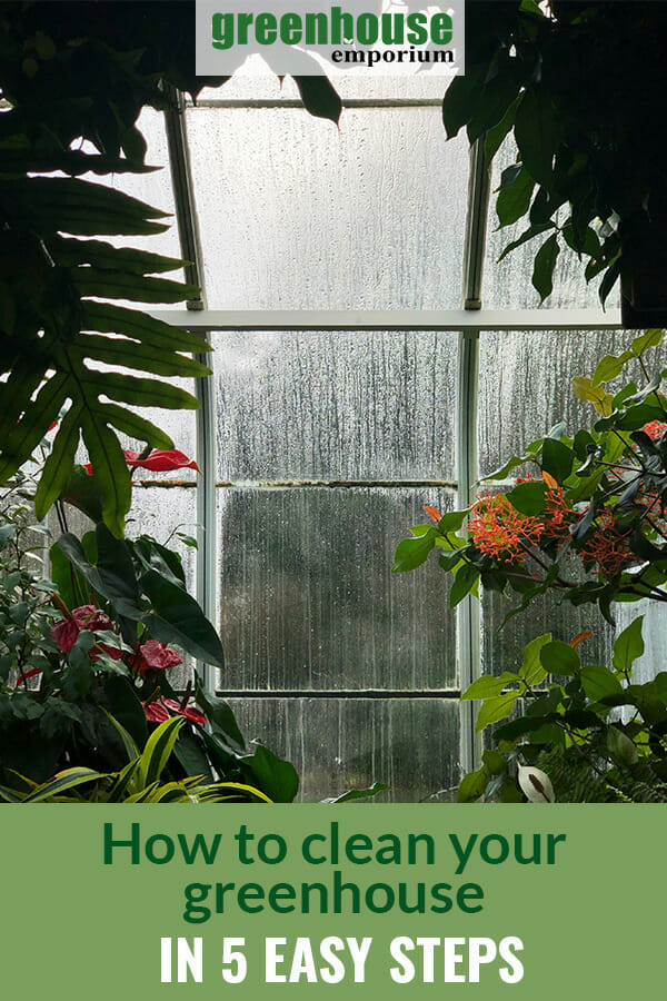 Interior view of greenhouse, green text: How to Clean your greenhouse in 5 easy steps