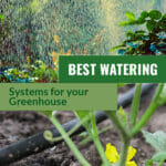 Soaker hose with flowering squash plant and sprinklers in greenhouse with text in green box: Best Watering Systems for your Greenhouse