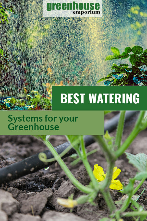Soaker hose with flowering squash plant and sprinklers in greenhouse with text in green box: Best Watering Systems for your Greenhouse