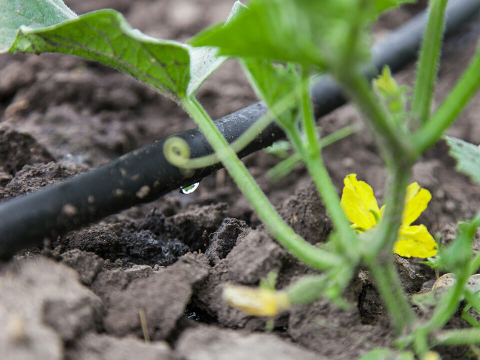 Irrigation system line on ground, slowly soaking ground with water, one drip showing from line, squash plant in flower in foreground