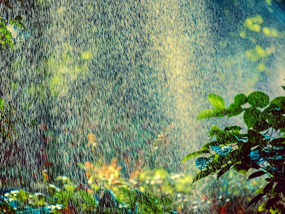 Heavy sprinkler water spray over plants