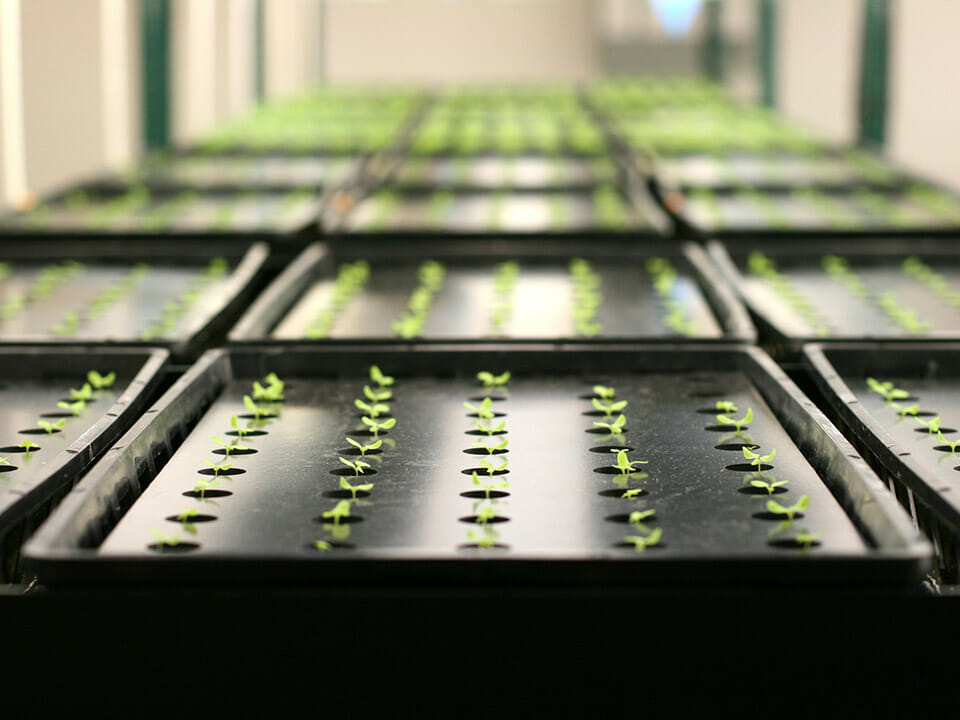 Black self-watering seed trays in rows with seedlings emerging