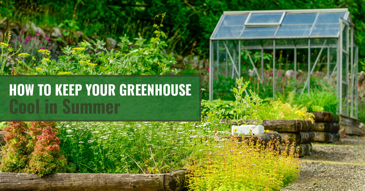 Greenhouse and plants with text: How to Keep Your Greenhouse Cool in Summer