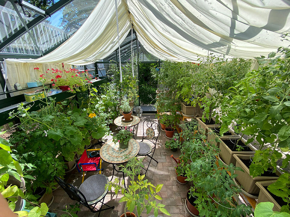 Glass greenhouse with windows open, plants on shelves, shade cloth installed