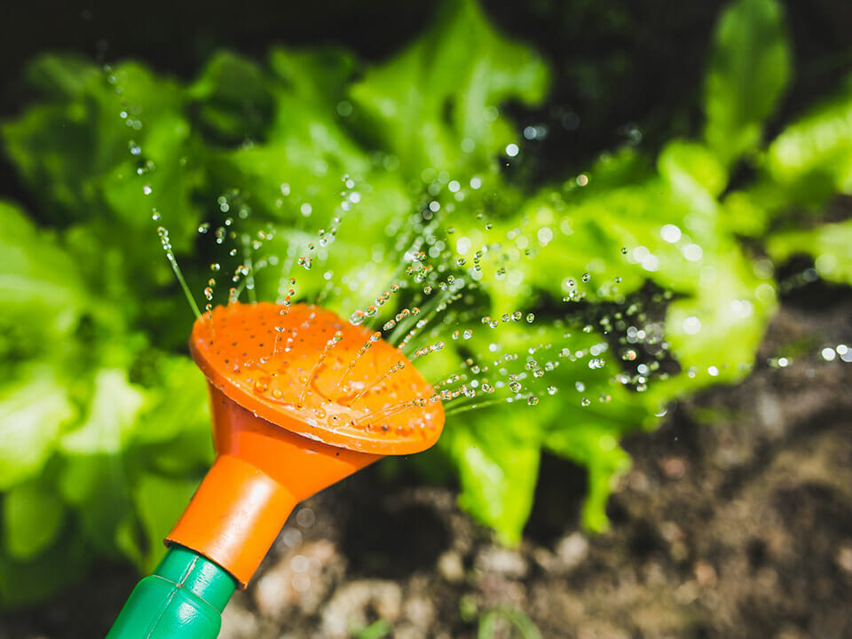 Orange sprinkler head of a watering can pouring water over plants