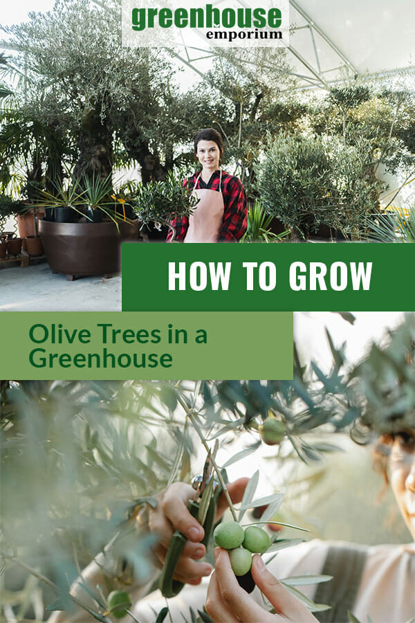 Woman in a greenhouse filled with olive trees, woman pruning an olive tree with the text: How to grow olive trees in a greenhouse
