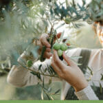 Woman pruning an olive tree with the text: Tips for growing olive trees in a greenhouse