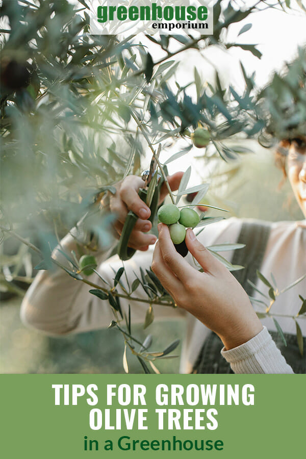 Woman pruning an olive tree with the text: Tips for growing olive trees in a greenhouse