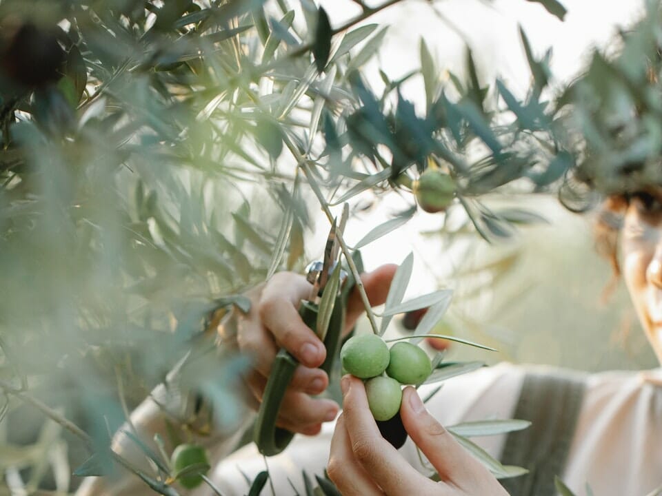 Olive tree in greenhouse, woman pruning branch