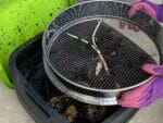 Round steel mesh sifter, held by gloved hands, full of organic material and in use above capture bin