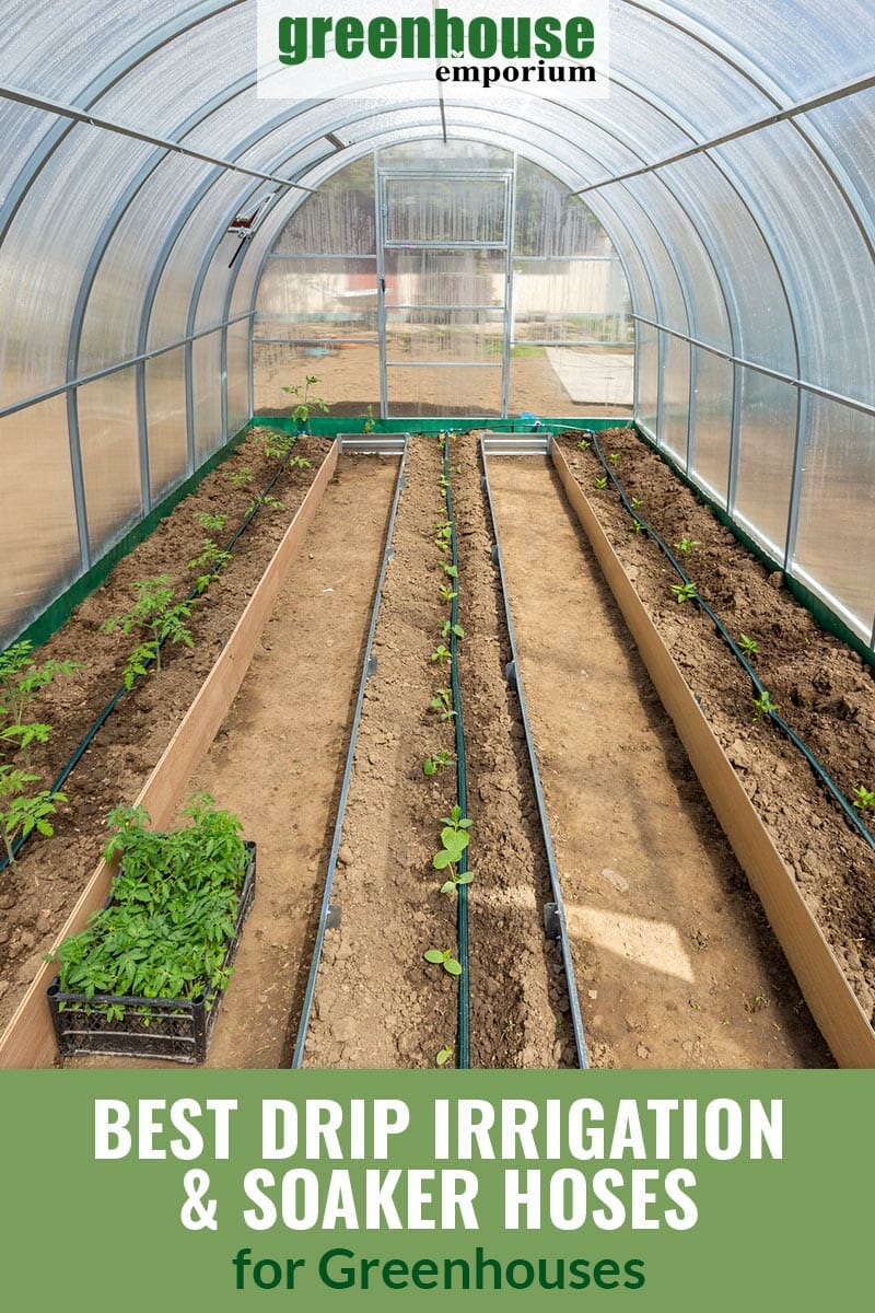 Inside a tunnel greenhouse with drip irrigation system installed in raised beds and the text: Best Drip Irrigation & Soaker Hoses for greenhouses