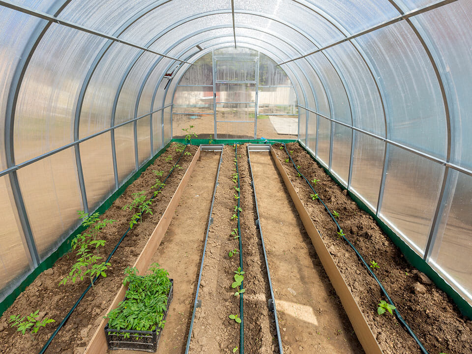 Interior view of greenhouse, three beds running length of greenhouse with drip irrigation hoses in center of beds