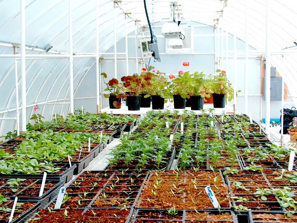 Interior of conservatory greenhouse, plants in seed trays and pots, thermostat and grow lights in background