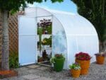Exterior view of arched lean-to greenhouse against trellis board, door open, plants visible in interior on shelving