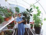 Woman standing in interior of lean-to greenhouse, lots of head room, wire shelving on both sides of greenhouse, filled with flowering and ornamental plants