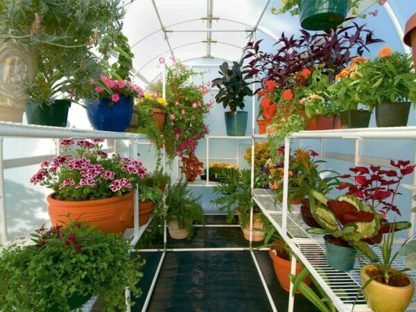 Interior view of arched greenhouse, shelves on both sides filled with flowering and ornamental plants, hanging plants suspended from rods