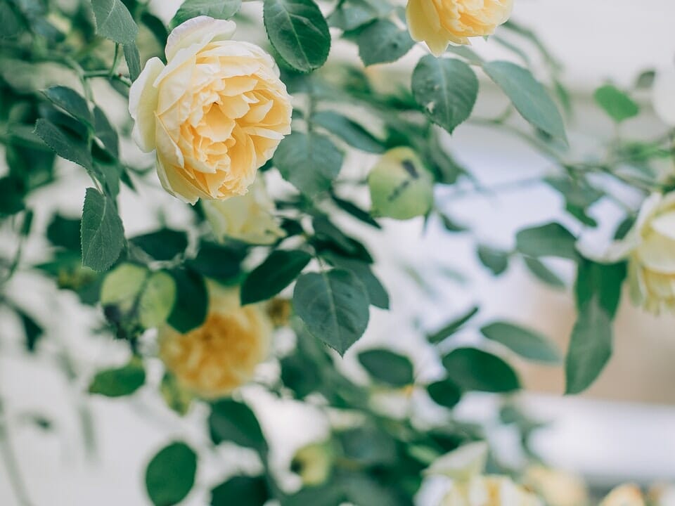 Yellow roses on bush, floribunda type, blurred leaves in background