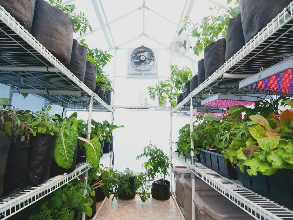 Interior view of greenhouse, wire shelves filled with plants running length of both side walls, fan visible on rear wall
