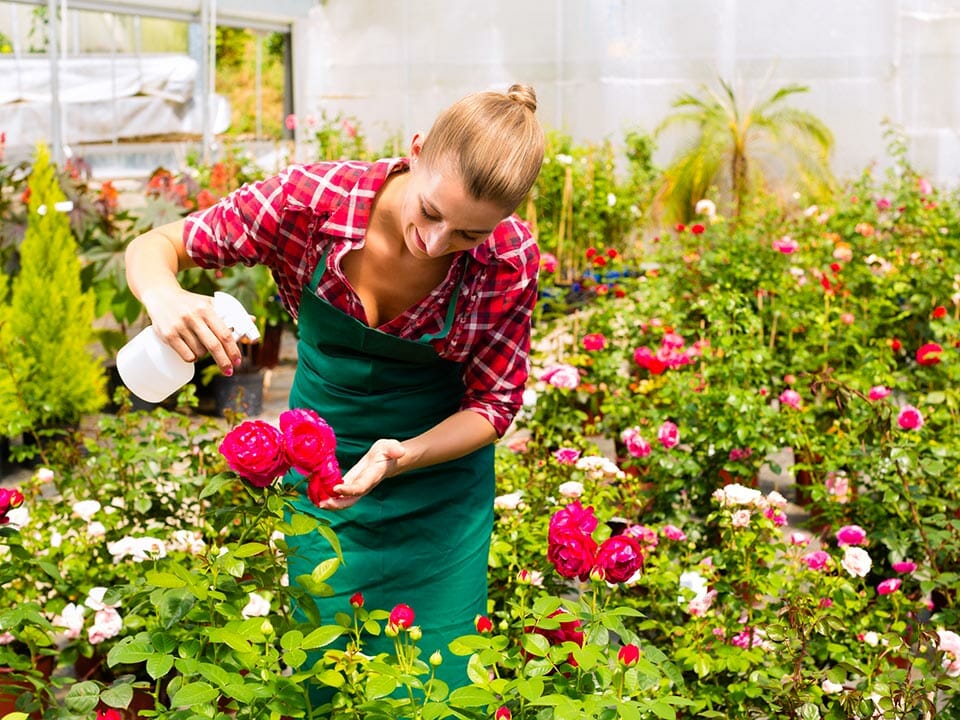 Woman is taking care of her roses in a greenhouse by spraying the flower with water
