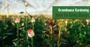 Young roses growing in a greenhouse with the text: Greenhouse Gardening - How to grow roses