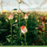 Young roses growing inside a greenhouse with the text: tips and tricks for growing roses in a greenhouse