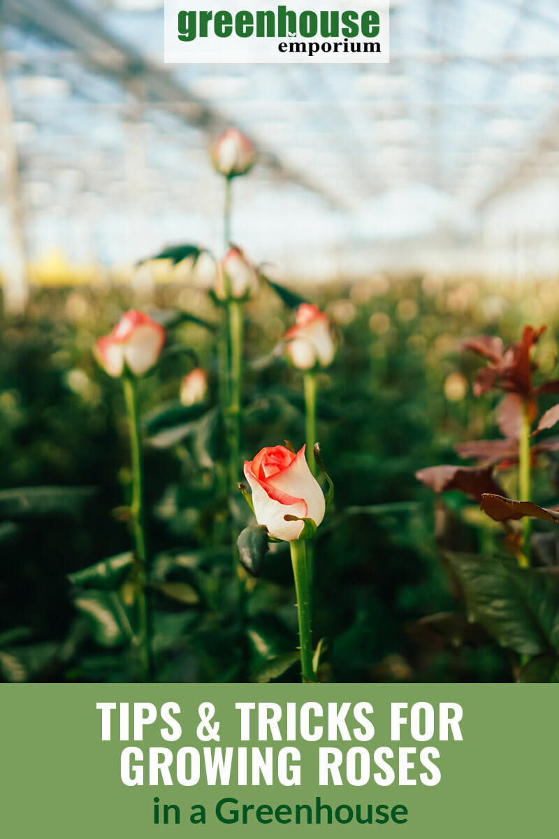 Young roses growing inside a greenhouse with the text: tips and tricks for growing roses in a greenhouse