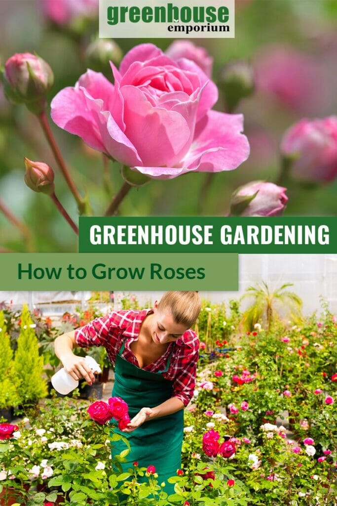 Pink roses on top and gardener taking care of roses in a greenhouse at the bottom with the text in the middle: Greenhouse Gardening - How to grow roses