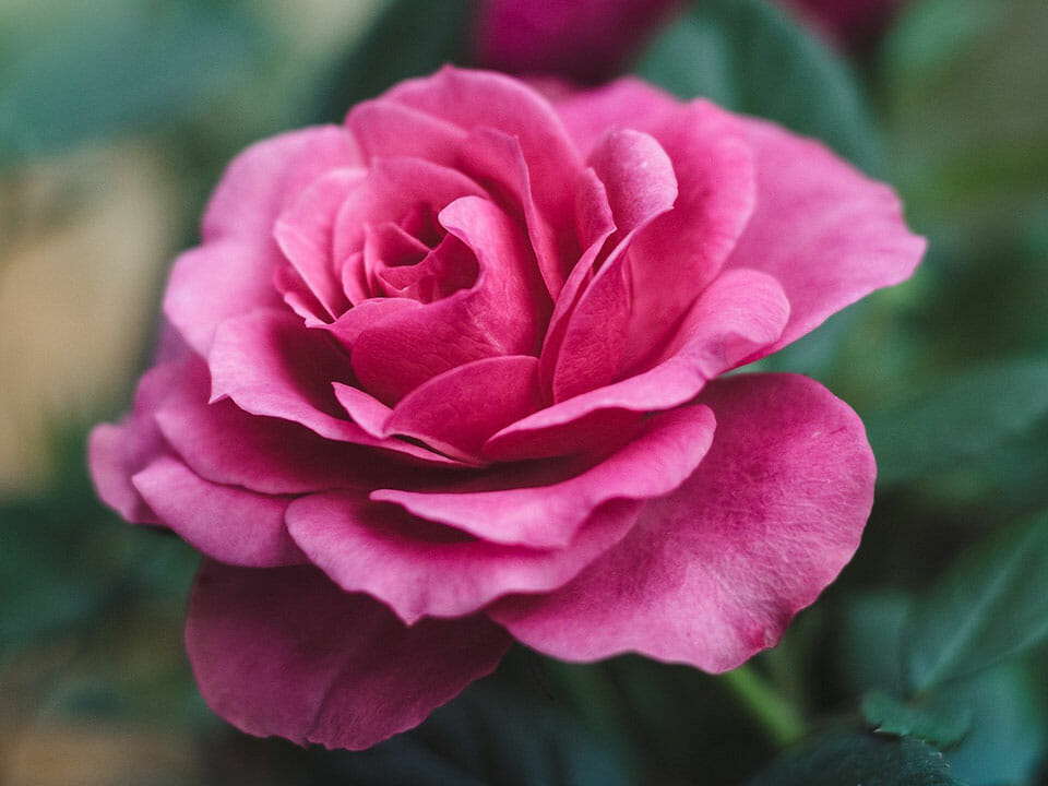 Pink large rose flower