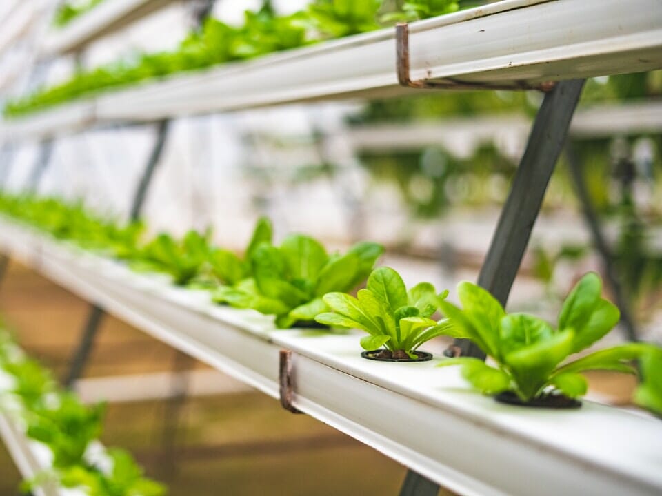 Hydroponics shelf with leafy greens growing in them