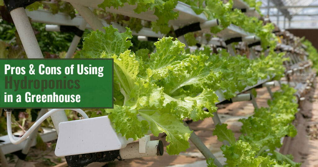 Lettuce growing in a hydroponic system inside a greenhouse with the text: Pros & Cons of Using Hydroponics in a greenhouse