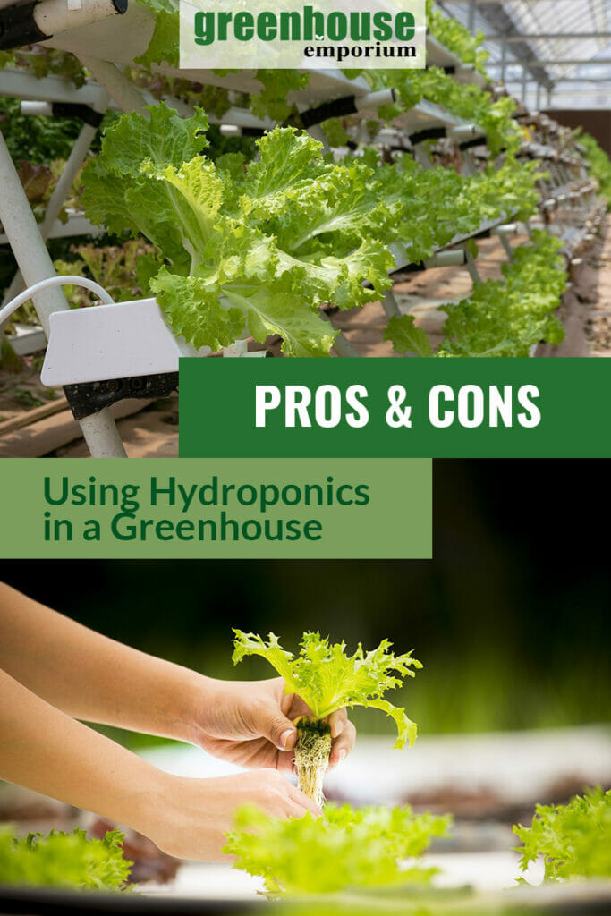 Hydroponics shelving in a greenhouse and hands holding a plant with roots and the text in the middle: Pros & Cons - Using Hydroponics in a greenhouse