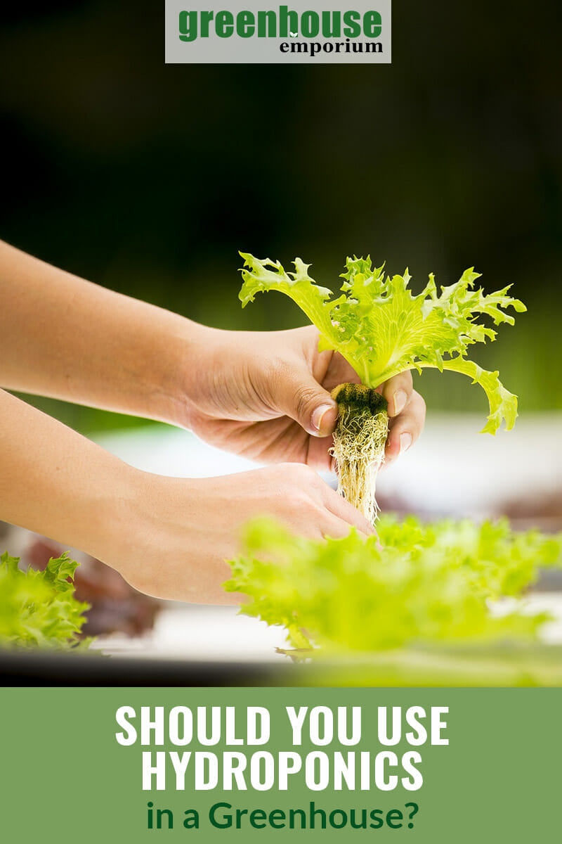 Hands holding lettuce plant with roots above hydroponics trays and the text: Should you use hydroponics in a greenhouse