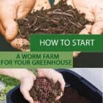 Top image outstretched hands with soil and worms, lower image hands holding worms above worm farm with text: How to Start a Worm Farm for your Greenhouse