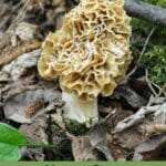 Closeup image of morel mushroom on forest floor with leaves, text How to Grow Morel Mushrooms in a Greenhouse