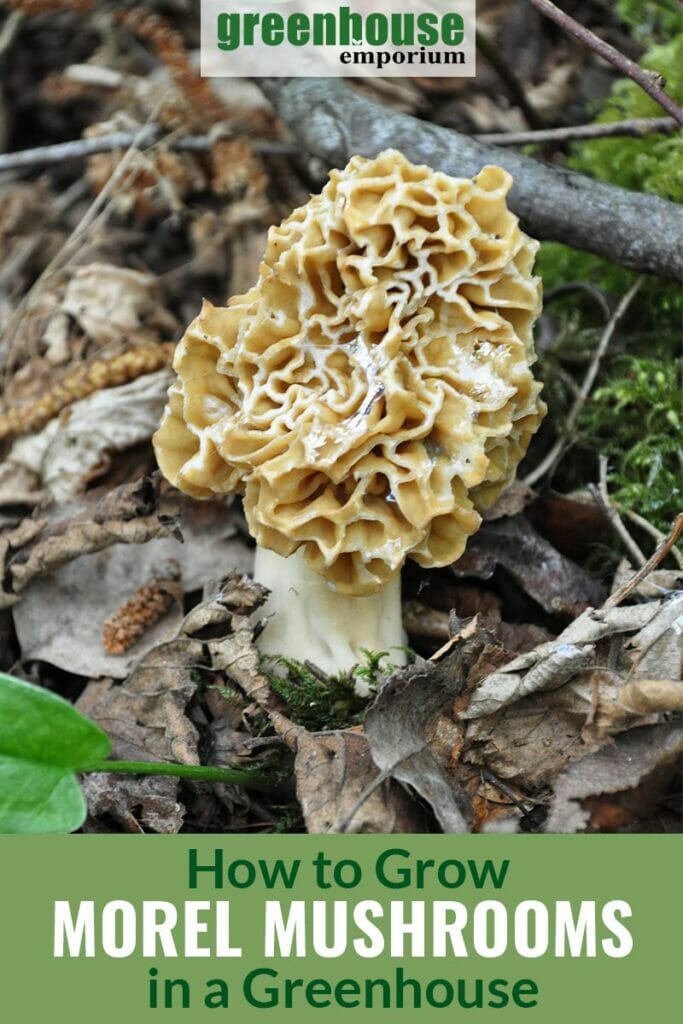 Closeup image of morel mushroom on forest floor with leaves, text How to Grow Morel Mushrooms in a Greenhouse