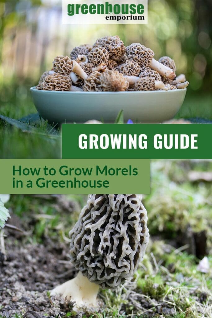 Top image bowl of morel mushrooms outdoor setting, bottom image single morel mushroom, with text Growing Guide How to Grow Morels in a Greenhouse
