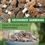Top image many morel mushrooms in close up, bottom image morel mushrooms in white bowl outdoor setting, with text Greenhouse Gardening How to Grow Morel Mushrooms