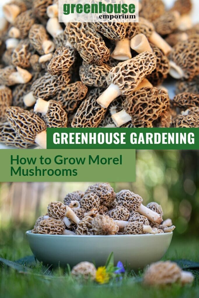 Top image many morel mushrooms in close up, bottom image morel mushrooms in white bowl outdoor setting, with text Greenhouse Gardening How to Grow Morel Mushrooms