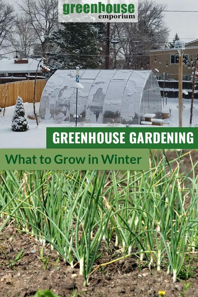 Split image: top, greenhouse on landscape covered with snow, bottom, garlic shoots with text: Greenhouse Gardening What to Grow in Winter