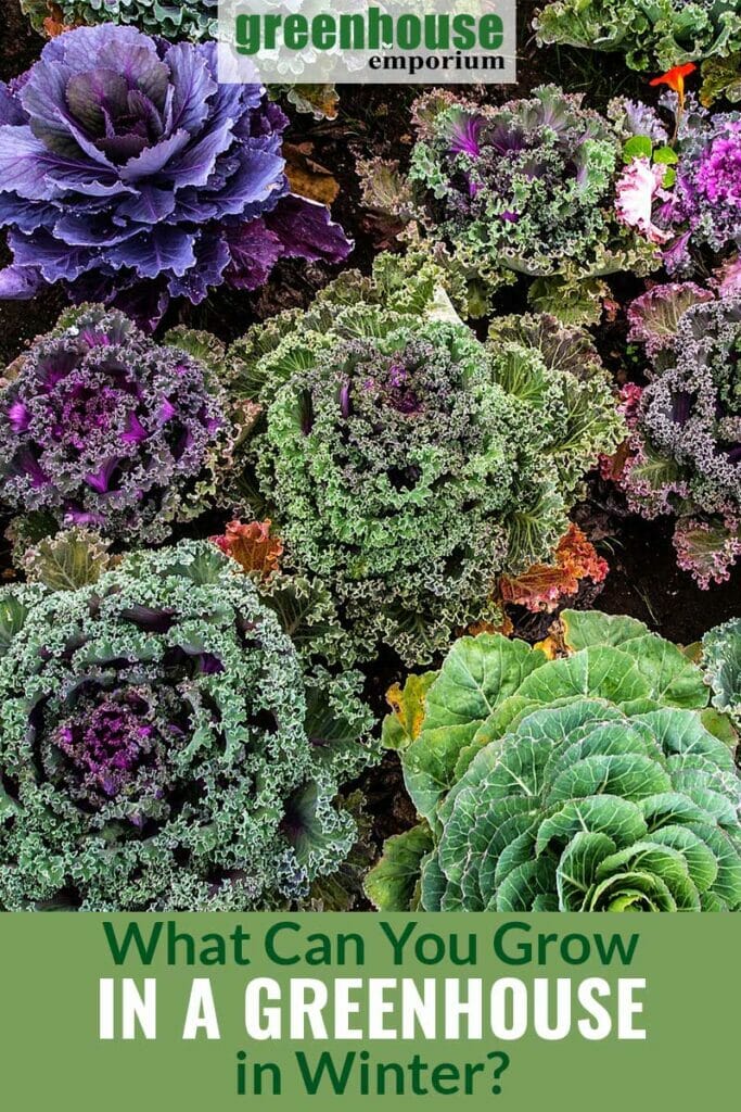 Image of green and purple cabbages with text: What Can You Grow in a Greenhouse in Winter?
