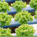 Image of lettuce in hydroponic setup, text: Easy Beginner's Guide to Hydroponics in Your Greenhouse