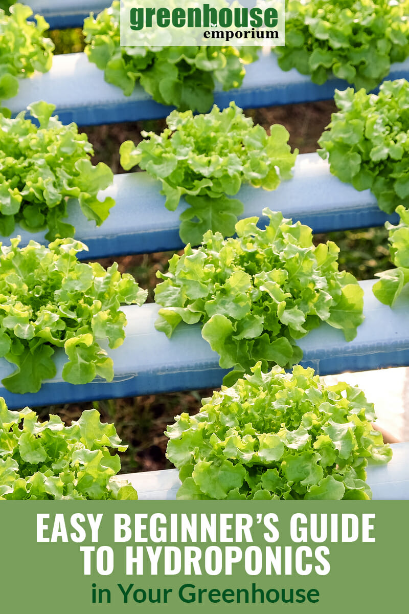 Image of lettuce in hydroponic setup, text: Easy Beginner's Guide to Hydroponics in Your Greenhouse