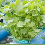 Image of leafy herb in hydroponic setup with text: How to Set Up Hydroponics in Your Greenhouse