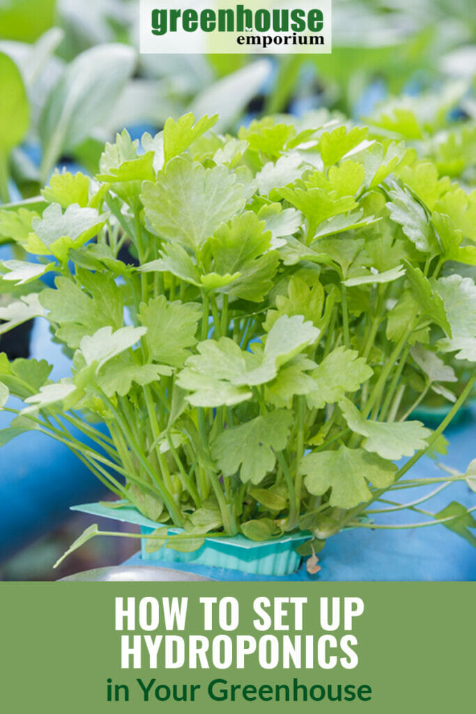 Image of leafy herb in hydroponic setup with text: How to Set Up Hydroponics in Your Greenhouse