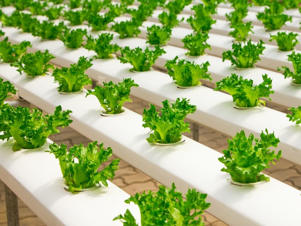 Lettuce growing in rows using hydroponic setup